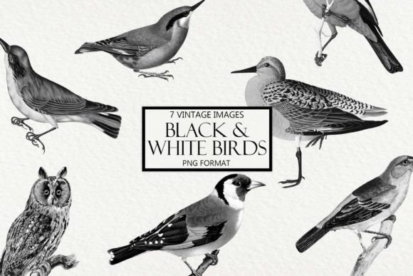 Timeless Charm: Vintage Black and White Bird Clipart